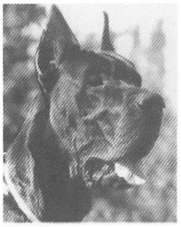 Zorro