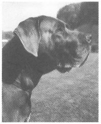 Brutus
