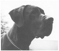 Diego