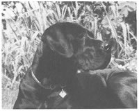 Cora