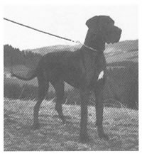 Goliath