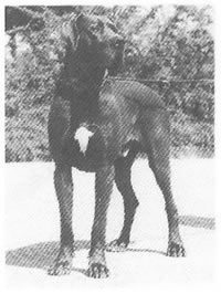 Zino