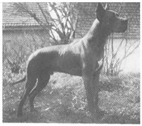 Lesko