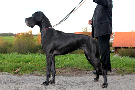 Umbra