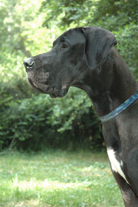 Wallace Perasperaadastra